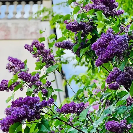 Bed & Breakfast Le Talisman Saint-Germain-en-Laye